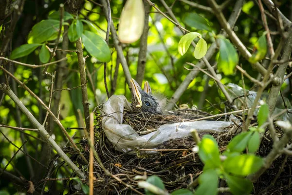 春の緑の生垣で鳥の巣で孵化クロウタドリ リラックス — ストック写真