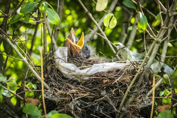 Frisch Geschlüpfte Amseln Einem Vogelnest Grüner Natur Mit Offenen Schnäbeln — Stockfoto