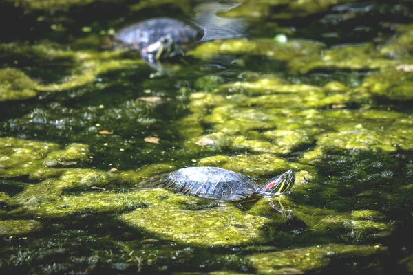 Schildkröte Einem Sumpf Mit Grünalgen Und Dunklem Wasser — Stockfoto