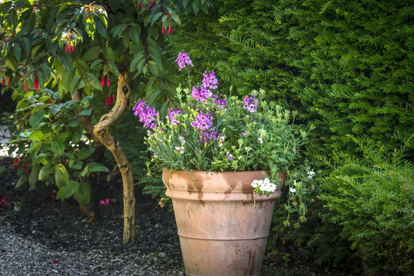 Flowers in a pot with violet flowers in a green garden in the summer