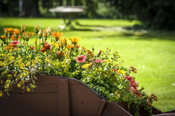 Kolorowe Kwiaty Taczki Drewniane Ogrodzie Lecie — Zdjęcie stockowe