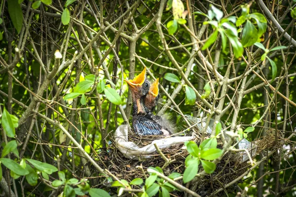 黑鸟年轻人等着妈妈在春天用张开的喙把食物带进巢里 — 图库照片