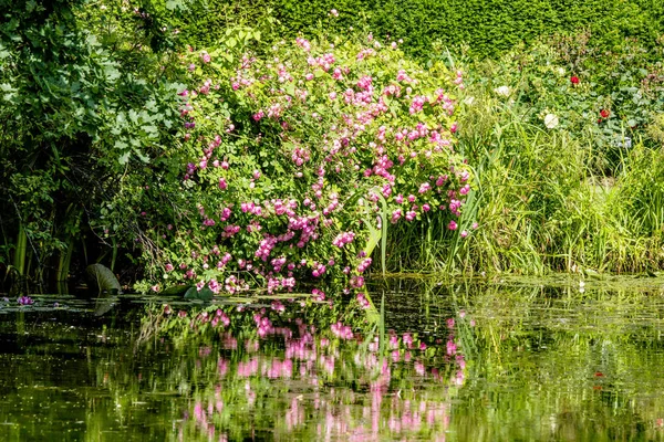 Flores Coloridas Colores Rosados Reflejan Agua Estanque Verano — Foto de Stock