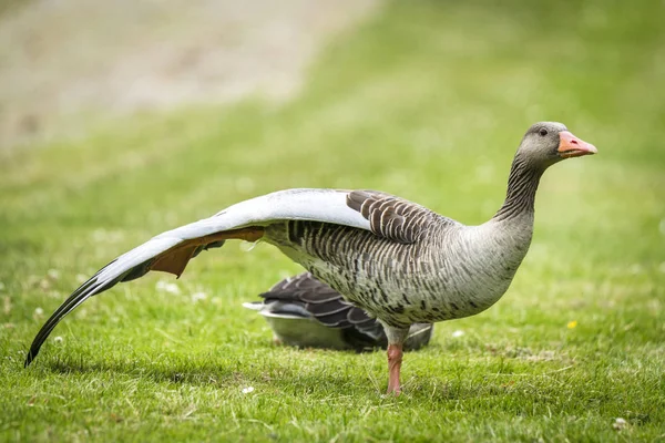 Gans Staande Een Been Met Grote Vleugels Een Groen Veld — Stockfoto