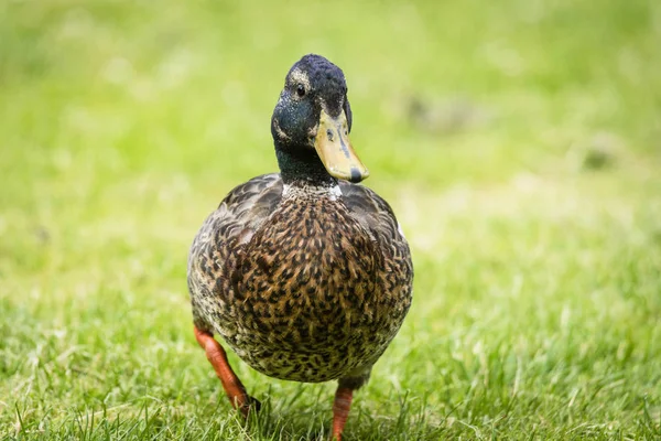 Grote Eend Met Bruin Borst Wandelen Groen Gras Lente — Stockfoto