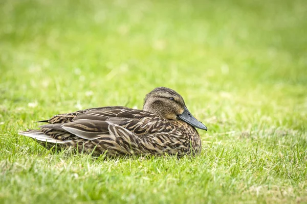 Entenweibchen Entspannt Sich Frühling Frischen Grünen Gras — Stockfoto