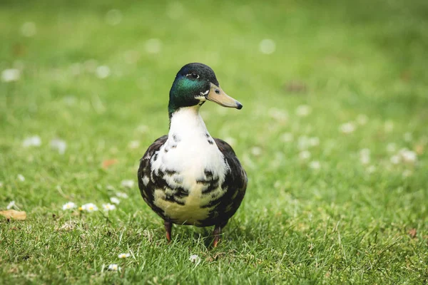 Ente Spaziert Frühling Auf Grünem Rasen Mit Grünem Kopf Und — Stockfoto