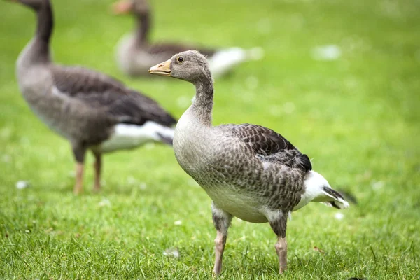 Ganzen Staande Het Groene Gras Met Zachte Veren Zomer — Stockfoto