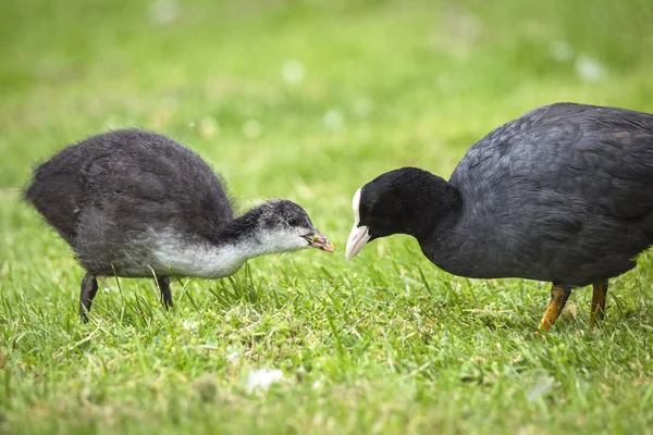 Blässhühner Füttern Frühling Ein Huhn Auf Grünem Gras — Stockfoto