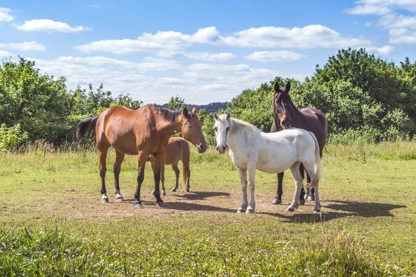 Gruppe Von Pferden Verschiedenen Farben Auf Einer Grünen Wiese Sommer — Stockfoto