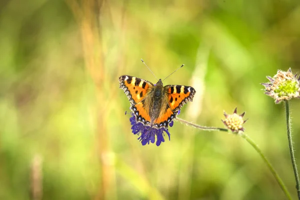 緑のぼやけて自然背景に夏の紫の花にカラフルなべっ甲蝶 — ストック写真