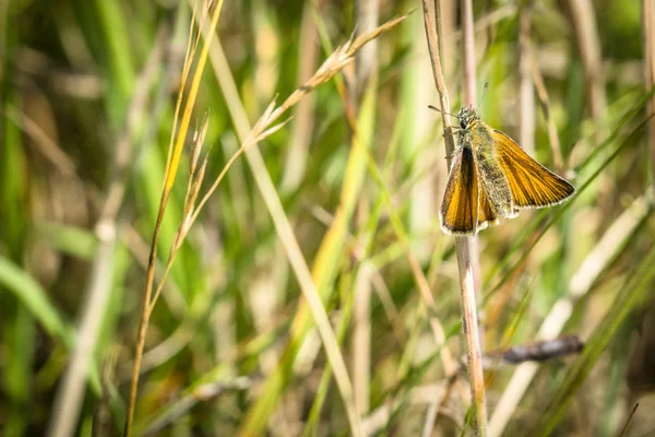 Orange Venata Moth Hanging Straw Meadow Summer — Stock Photo, Image