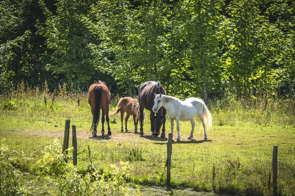 Pferde Auf Einer Weide Sommer Hinter Einem Zaun Einem Sonnigen — Stockfoto