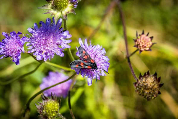 Burnet Seis Manchas Con Seis Manchas Rojas Alas Aspecto Metálico —  Fotos de Stock