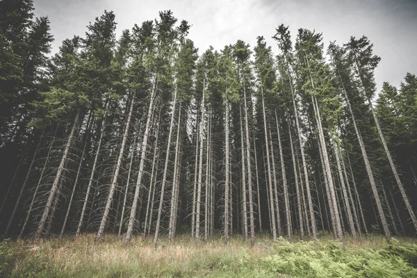 Grande Forêt Pins Aux Branches Effrayantes Desséchées Dans Les Bois — Photo