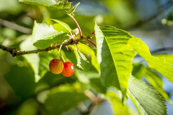 Quelques Cerises Accrochées Arbre Vert Été — Photo