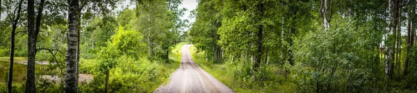 Panorama Uma Estrada Terra Uma Floresta Verde Primavera — Fotografia de Stock