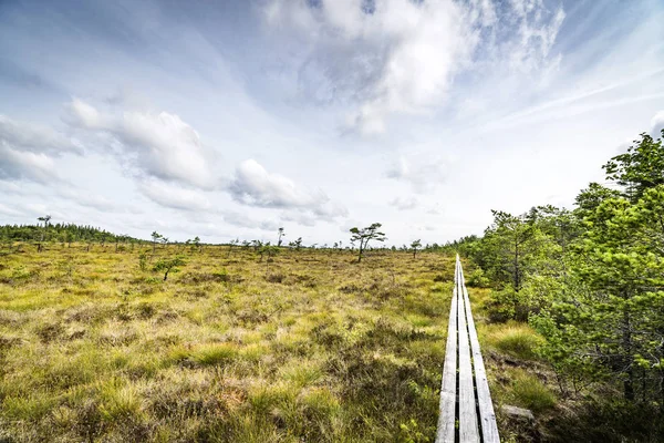 Öknen Landskap Sommaren Med Trä Naturstig Och Tallar — Stockfoto