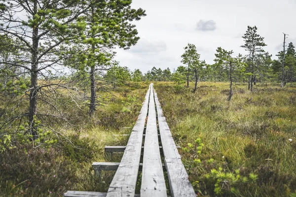 Träplankor Vild Natur Med Pinjeträd Som Att Göra Perfekt Naturstig — Stockfoto