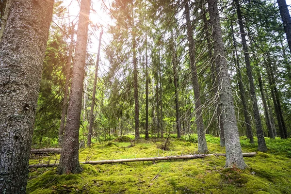 Πευκοδάσος Πράσινα Βρύα Και Τον Ήλιο Μέσα Από Δέντρα — Φωτογραφία Αρχείου