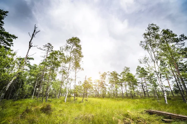 Solen Skiner Genom Träden Glänta Grön Skog Våren — Stockfoto