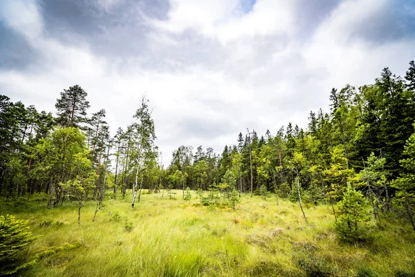 Εκκαθάριση Ένα Δάσος Ψηλό Πράσινο Γρασίδι Και Ένα Θολό Μπλε — Φωτογραφία Αρχείου