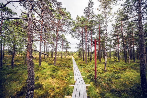 Vildmarksskog Med Trä Spår Plankor — Stockfoto