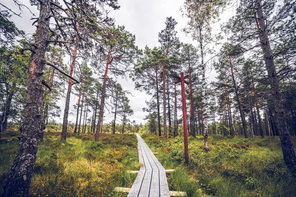 Trail Skog Med Trä Inlägg Röda Färger — Stockfoto