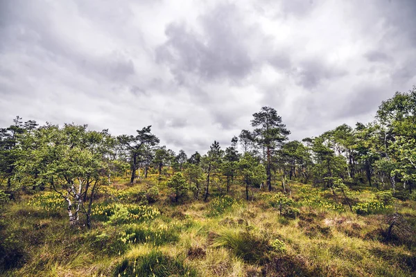 草地和野花的荒野景观与树木在多云天气的苔藓 — 图库照片
