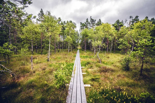Ahşap Doğa Plakalar Ağaç Otların Bir Orman Ortamındaki Yapılmış — Stok fotoğraf