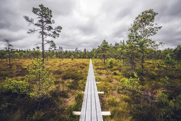 木や草の沼地で曇り空の下で自然の中で木製の歩道 — ストック写真