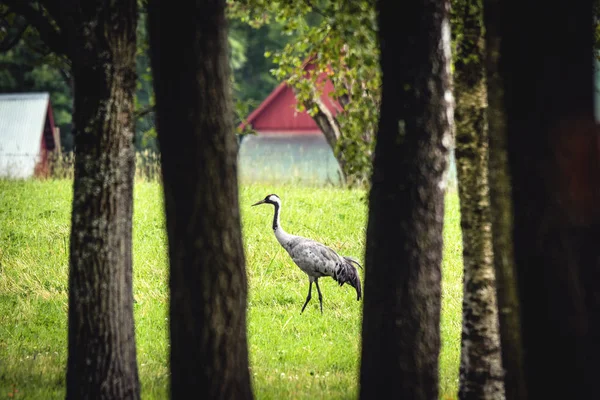 Jeřáb Popelavý Vesnickém Prostředí Krajině Scénu Švédsku — Stock fotografie