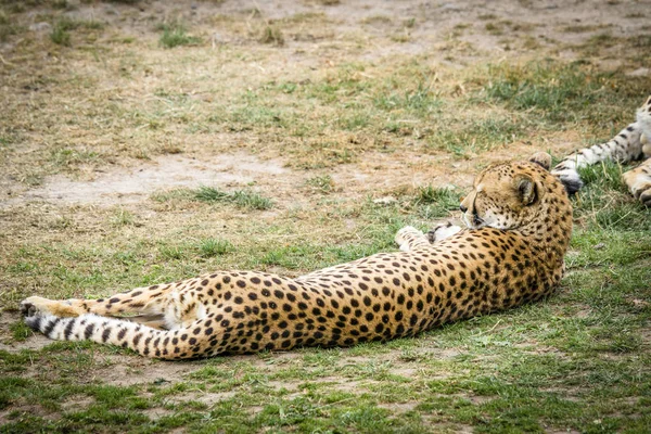 Leopard sleeping in the sun on a green area in the summer