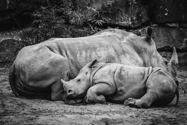 Rhino Kalv Sover Upp Mot Modern Svarta Och Vita Färger — Stockfoto