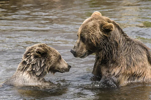 Dva Medvědi Vážnou Konverzaci Řece Mokré Srsti — Stock fotografie