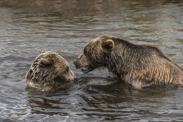 Due Orsi Bruni Che Giocano Lago Con Pelliccia Bagnata Autunno — Foto Stock