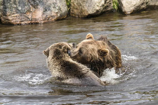 Medvědi Boj Ryby Řece Jaře Závažné Bitvě — Stock fotografie