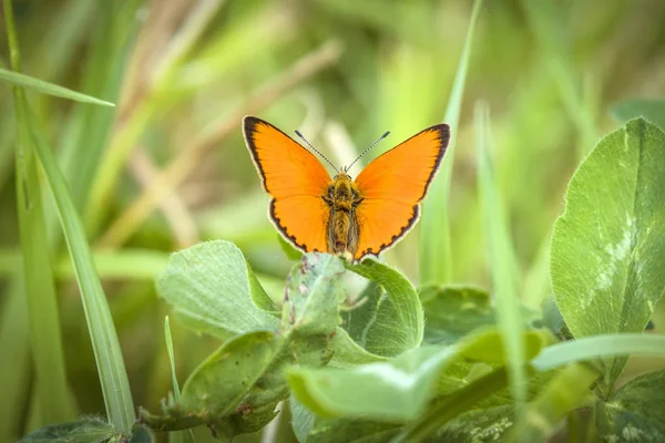 Naranja Escaso Cobre Mariposa Lycaena Virgaureae Sentado Sobre Una Hoja —  Fotos de Stock