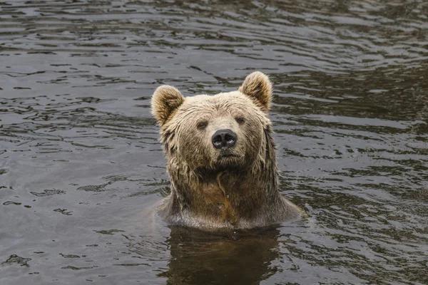 Brown bear with wet fur in a river with dark water looking curious