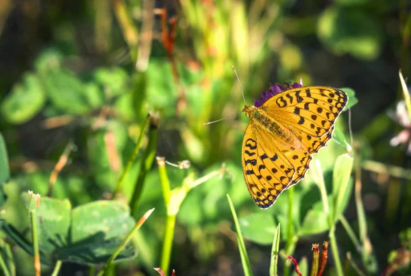 夏に美しいオレンジ色に開く翼を持つ高茶色ツマグロヒョウモン蝶 Argynnis 平野部 — ストック写真