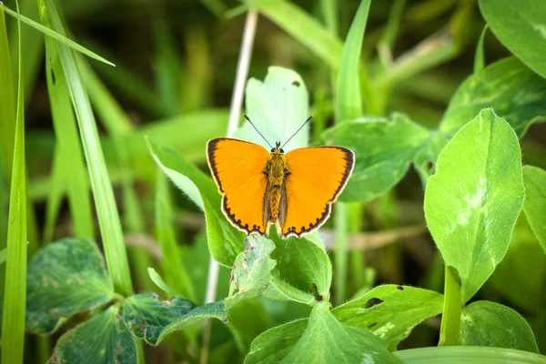 Bela Laranja Scarce Copper Borboleta Lycaena Virgaureae Uma Folha Verde — Fotografia de Stock