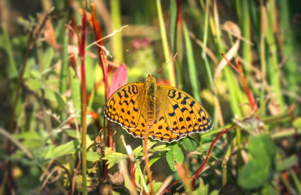 Farfalla Fritillare Marrone Alto Nella Natura Verde Con Ali Arancioni — Foto Stock