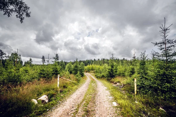 Entrada Estrada Para Uma Floresta Com Pinheiros Tempo Nublado — Fotografia de Stock