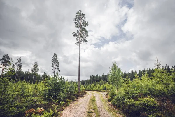 Trilha Natureza Uma Floresta Escandinava Com Pinheiros Altos Verão — Fotografia de Stock