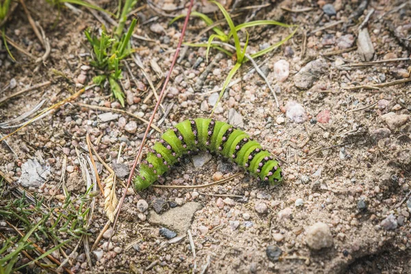 Small Emperor Moth caterpillar in neon green colors in the summer on a rough surface