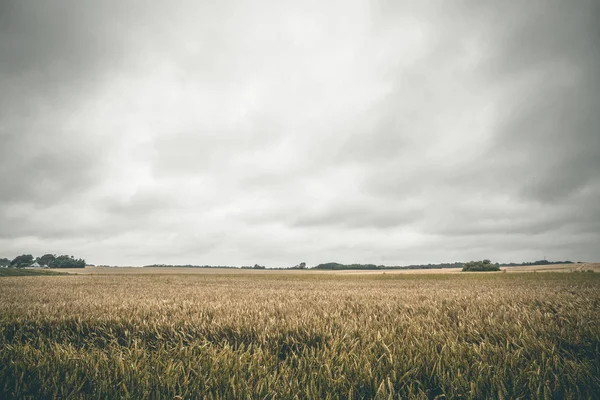 Golden Crops Rural Field Summer Cloudy Weather Matte Tone — Stock Photo, Image