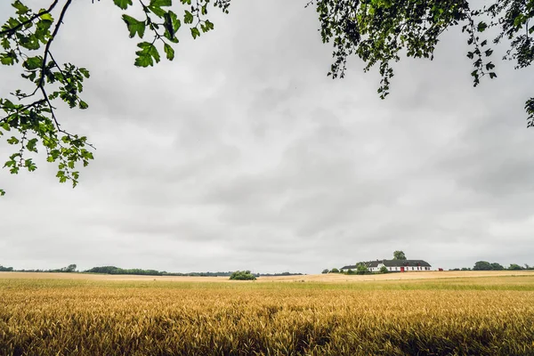 Złote Ziarno Wiejskich Pola Przy Pochmurnej Pogodzie Farm House Oddali — Zdjęcie stockowe