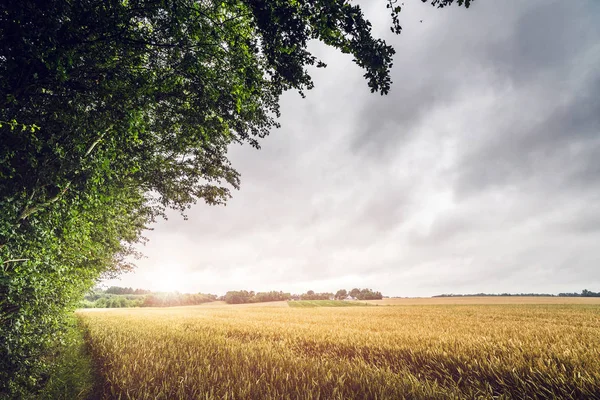 Platteland Zonsondergang Een Veld Landschap Met Gouden Graan Bewolkte Hemel — Stockfoto