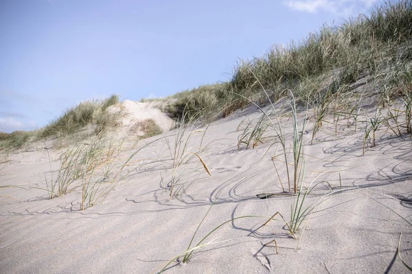 Dune Sabbia Estate Con Erba Lyme Fresca Che Cresce Lungo — Foto Stock