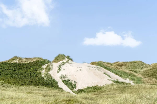 Egy Skandináv Partján Nyáron Strand Dűnék Lyme Fűvel Borított — Stock Fotó